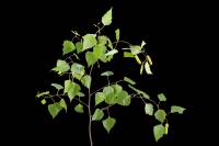 Bouleau - rameau avec feuilles et fruits (Betula pendula)